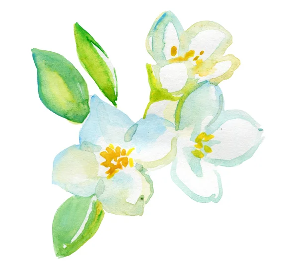 Aquarell Jasminblüten — Stockfoto