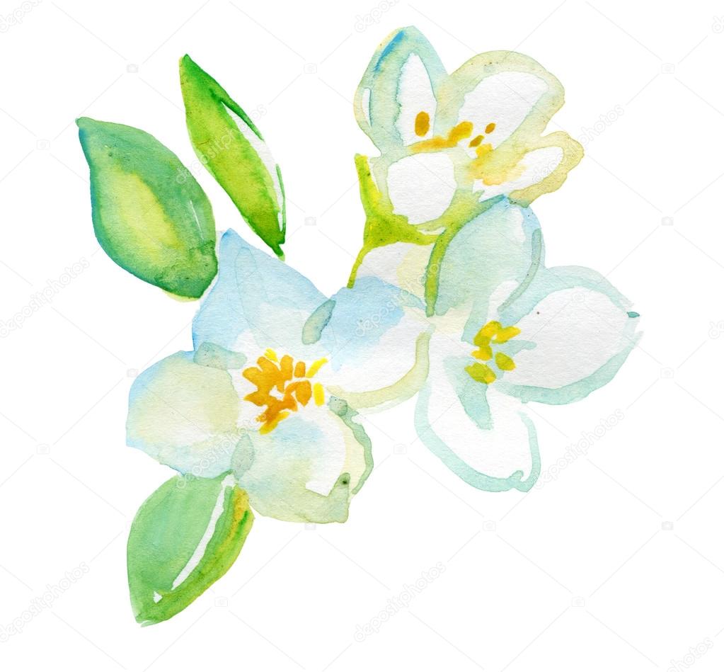 Watercolor jasmine flowers