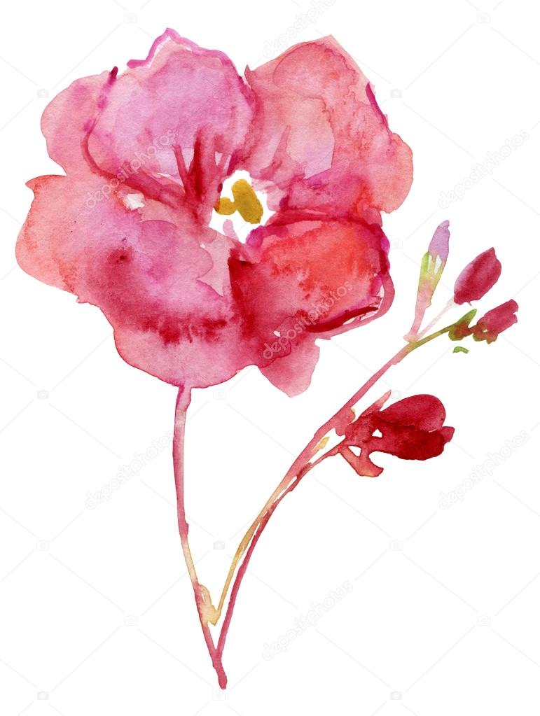 Watercolor Oleander flowers