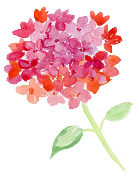 아름 다운 꽃 수채화 — 스톡 사진
