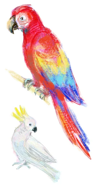 Sada akvarel papoušků — Stock fotografie