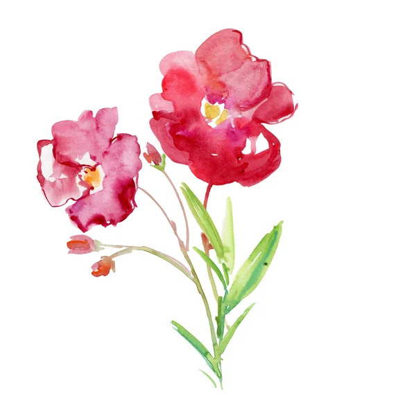 Bloeiende Oleander bloemen — Stockfoto