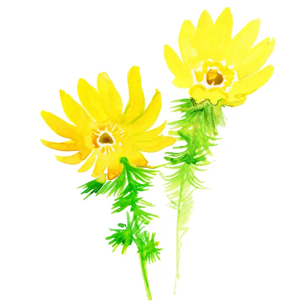 Beautiful yellow flowers. — Stock Photo, Image