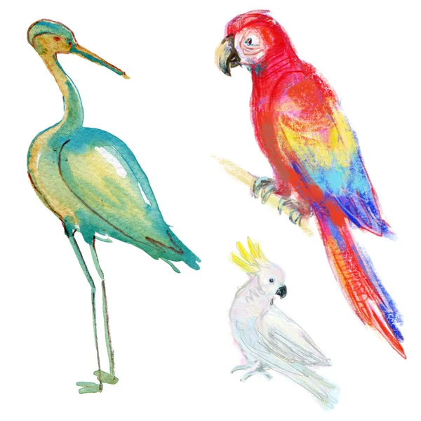 Watercolor cranes and parrots birds — Stock Photo, Image