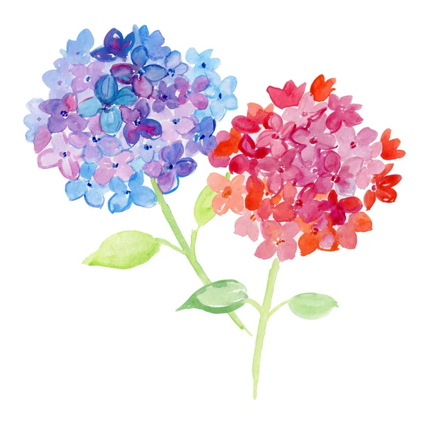 जल रंग चित्रण हाइड्रेंजिया फूलों . — स्टॉक फ़ोटो, इमेज
