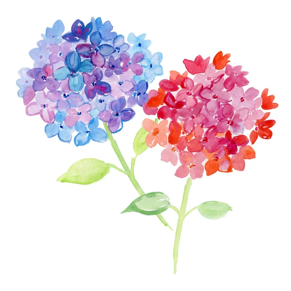 Aquarel illustratie van Hortensia bloemen. — Stockfoto