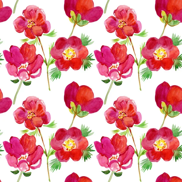 Piękne kwiaty dzikiego piwonie — Zdjęcie stockowe