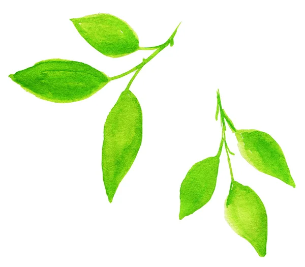 Aquarell grüne Blätter — Stockfoto