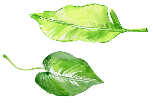 Hand drawn tropical leaves — Stock Photo, Image