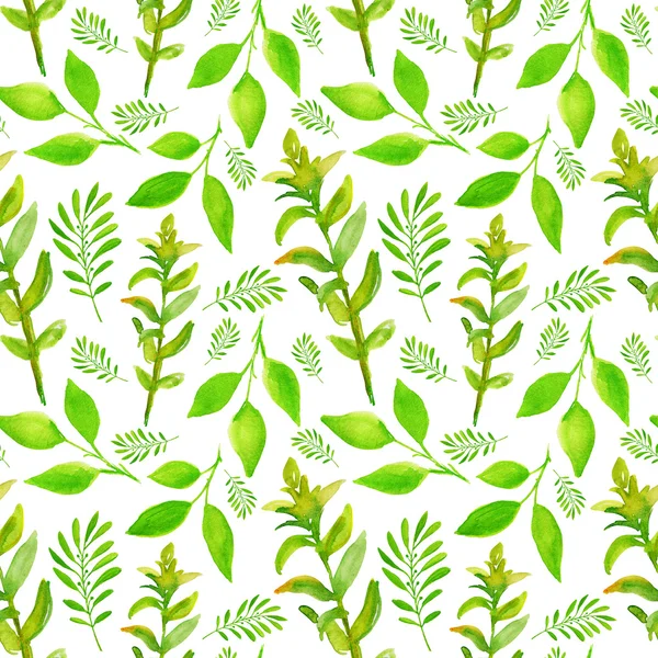 Гілки зі свіжим зеленим листям — стокове фото