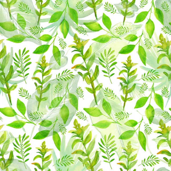 싱싱 한 녹색 잎이 달린 가지들 — 스톡 사진