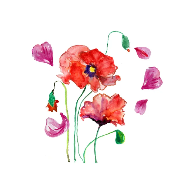 罂粟花和花瓣. — 图库照片#
