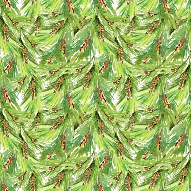 Taze dalları köknar ağacı