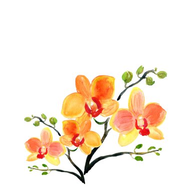 Suluboya orkide çiçek