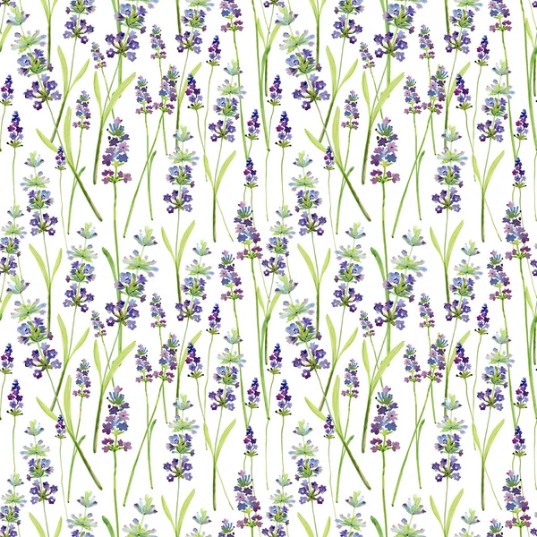 Flores de lavanda desenhadas à mão — Fotografia de Stock