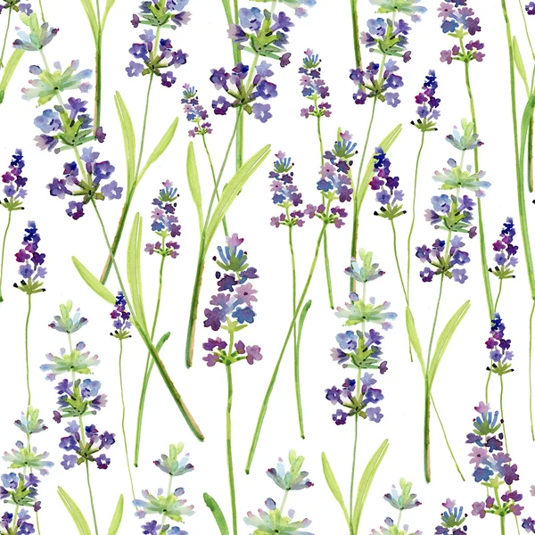 Flores de lavanda desenhadas à mão — Fotografia de Stock