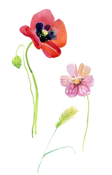 Aquarel mooie bloemen — Stockfoto