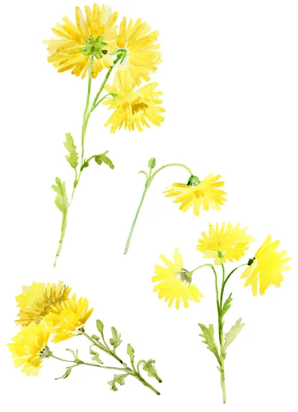 Delicate gele bloemen — Stockfoto