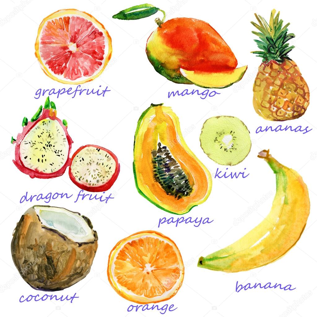 Watercolor fruits. Hand painting set on paper. isolated on white background