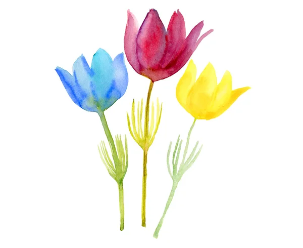 Kvetoucí květiny tulipány — Stock fotografie