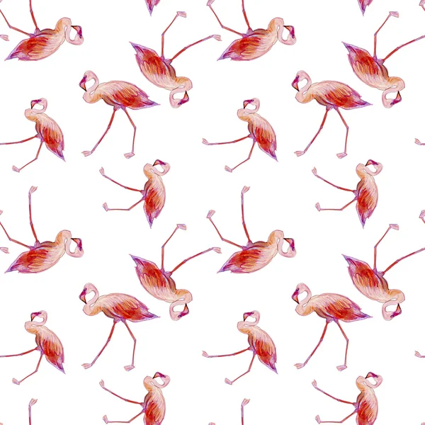 Flamants roses oiseaux — Photo