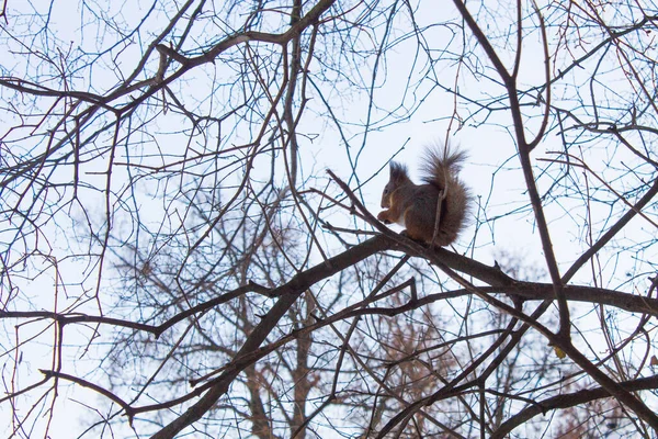 Pequeno Esquilo Fofo Uma Árvore Entre Ramos Nus Dia Inverno — Fotografia de Stock