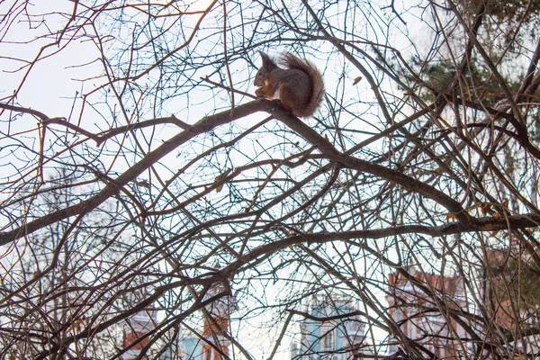 Pequeno Esquilo Fofo Uma Árvore Entre Ramos Nus Dia Inverno — Fotografia de Stock