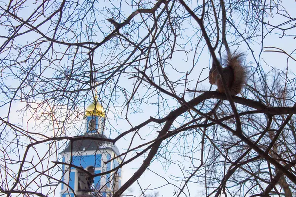 Pequeno Esquilo Fofo Uma Árvore Entre Ramos Nus Dia Inverno — Fotografia de Stock