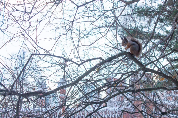 Pequeno Esquilo Fofo Uma Árvore Entre Ramos Nus Dia Inverno — Fotografia de Stock