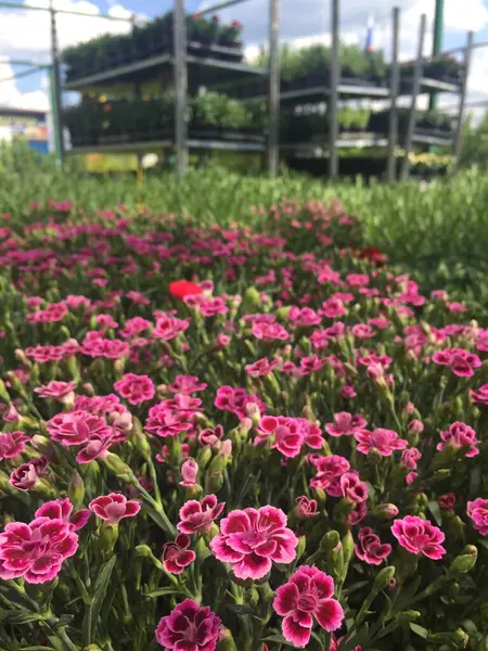 Gyönyörű Rózsaszín Virágok Háttérben Élénk Zöld Koncepció Természet Kertészet Nyár — Stock Fotó