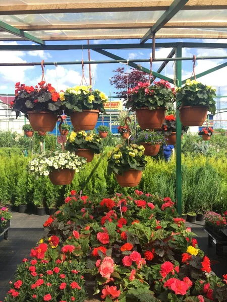 Jardim Berçário Com Vasos Pendurados Com Camas Verdes Belas Flores — Fotografia de Stock