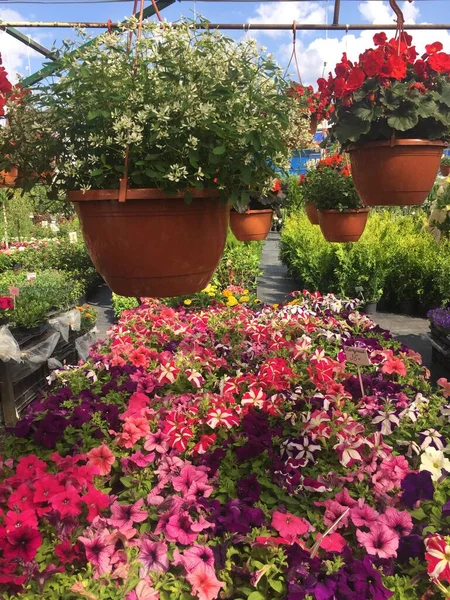 緑のベッドと晴れた夏の日に販売のための美しいカラフルな花を持つ花瓶をぶら下げ庭の保育園 — ストック写真