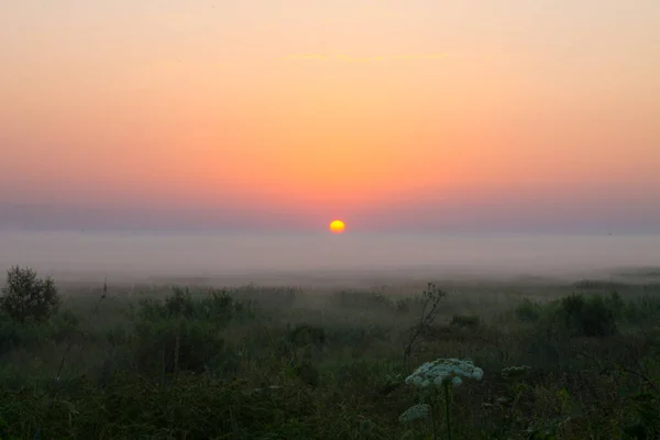 Napkelte Horizonton Köd Réten Előtérben Fűvel Egy Kora Nyári Reggelen — Stock Fotó