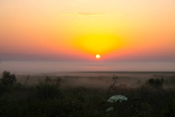 Napkelte Horizonton Köd Réten Előtérben Fűvel Egy Kora Nyári Reggelen — Stock Fotó