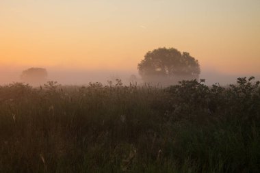 Erken sisli sabah-yaz çimleri ve puslu bir ağaçla şafak vakti gökyüzünün arka planına odaklanmak ve kopyalamak için bir alan. Kavram- doğanın güzelliği