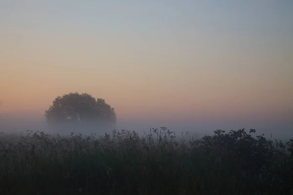 Early Foggy Morning Summer Meadow Grass Tree Haze Focus Background — Stock Photo, Image