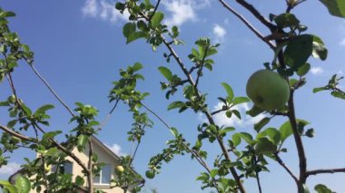 Dikey video - yaprakları rüzgarda savrulan üç yeşil olgunlaşmamış elma güneşli bir yaz gününde açık mavi bir gökyüzünün arka planında sallanıyor. Kavramsal mevsimlik bahçıvanlık