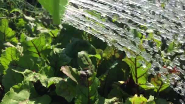 视频明亮多汁的甜菜顶部的花园关闭和浇灌与新鲜的清洁水从浇灌罐 概念园艺和自然背景 — 图库视频影像