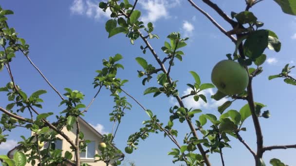 Vidéo Verticale Trois Pommes Vertes Non Mûres Sur Une Branche — Video