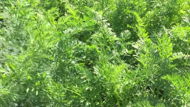 Video Watering Watering Can Bright Green Carrot Tops Garden Close — Vídeos de Stock