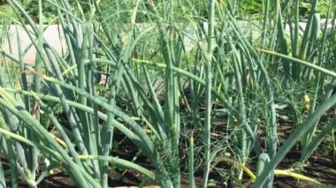 Yatağın üzerinde taze şeffaf yeşil soğan suyu ve kopyalamak için yer olan video-sulandırıcı. Bahçe işleri ve sağlıklı beslenme.