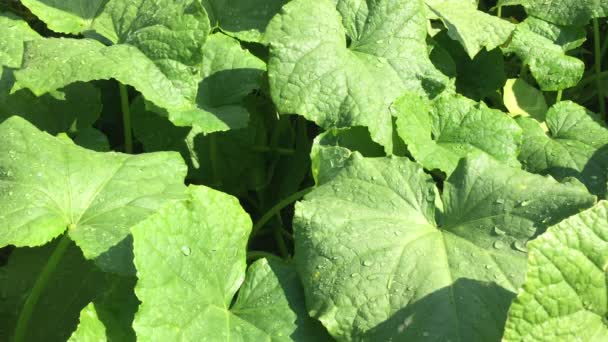 Video Grandes Hojas Pepino Verde Cerca Con Gotas Rocío Chispeante — Vídeos de Stock