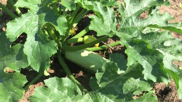 Grönskande Zucchinibuske Med Stora Blad Som Rör Sig Vinden Närbild — Stockvideo