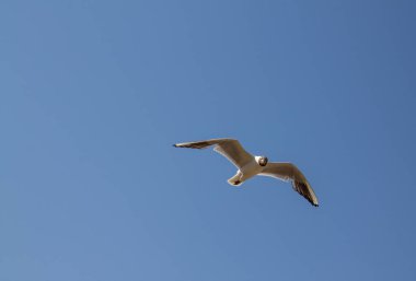 Kanatları bulutsuz, açık mavi bir gökyüzünün arka planına ve kopyalamak için bir alana yayılmış, yakın planda asılı duran beyaz bir martı. Kavram-yaz tatili ve özgürlük