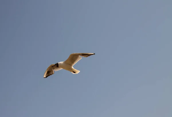 Eine Weiße Möwe Großaufnahme Schwebt Mit Ausgebreiteten Flügeln Der Luft — Stockfoto