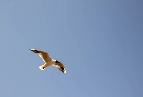 Uma Gaivota Branca Close Paira Com Suas Asas Espalhadas Contra — Fotografia de Stock