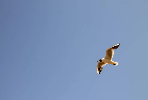 Een Witte Meeuw Close Zweeft Lucht Met Zijn Vleugels Uitgespreid — Stockfoto