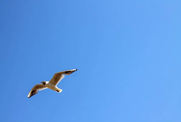 Una Gran Gaviota Blanca Volando Sobre Fondo Cielo Azul Sin —  Fotos de Stock