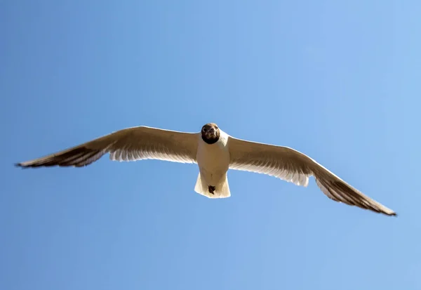 Eine Weiße Möwe Großaufnahme Schwebt Mit Ausgebreiteten Flügeln Der Luft — Stockfoto
