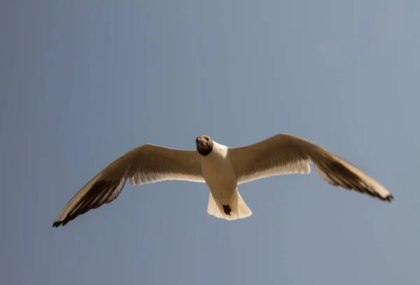 Eine Einsame Große Weiße Möwe Blauen Himmel Nahaufnahme Und Raum — Stockfoto